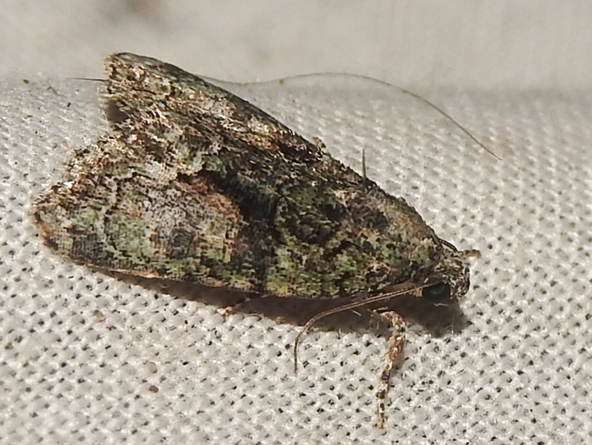 Cryphia algae - sárgászöld zuzmóbagoly