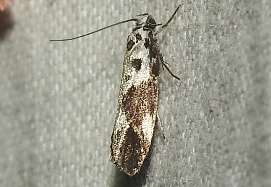 Ethmia quadrillella - gyászos feketemoly