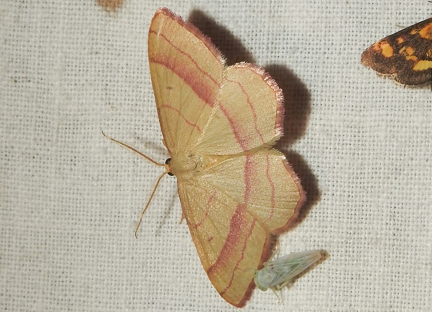 Rhodostrophia vibicaria - pirosszélű araszoló