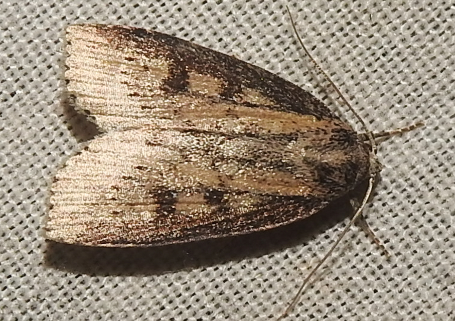 Chilodes maritima - négyfoltos nádibagoly