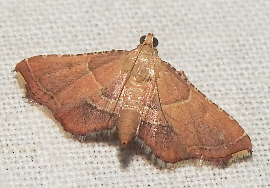 Endotricha flammealis - tüzesszárnyú fényilonca