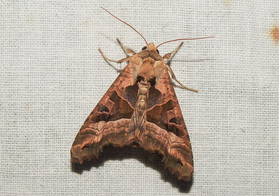 Phlogophora meticulosa - vándorló csipkésbagoly
