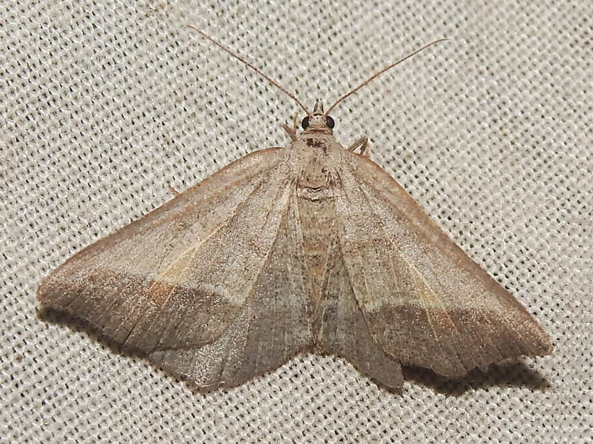 Macaria artesiaria - ibolyásszürke araszoló