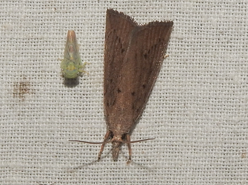 Calamotropha paludella - barna nádlevélmoly