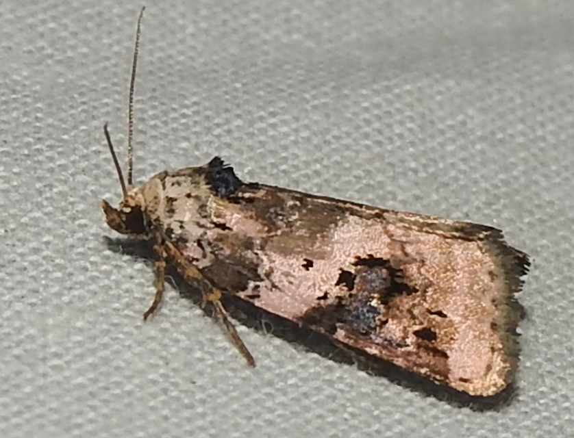 Pseudeustrotia candidula - fehéres apróbagoly