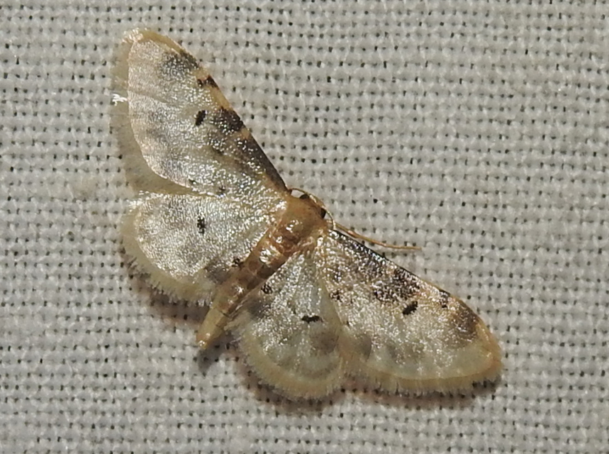 Idaea filicata - sötéttövű apróaraszoló