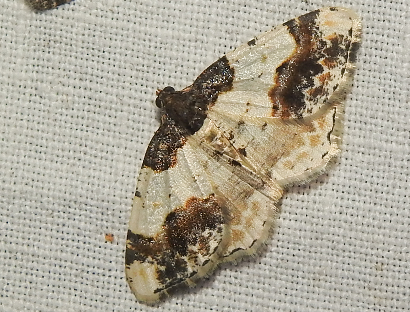 Ligdia adustata - barna levélaraszoló