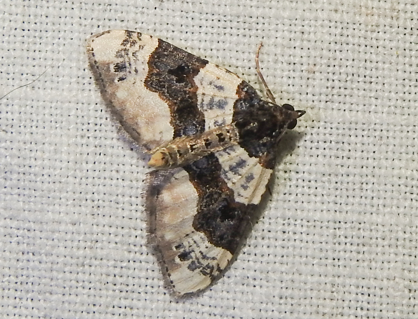 Cosmorhoe ocellata - szemes galajaraszoló