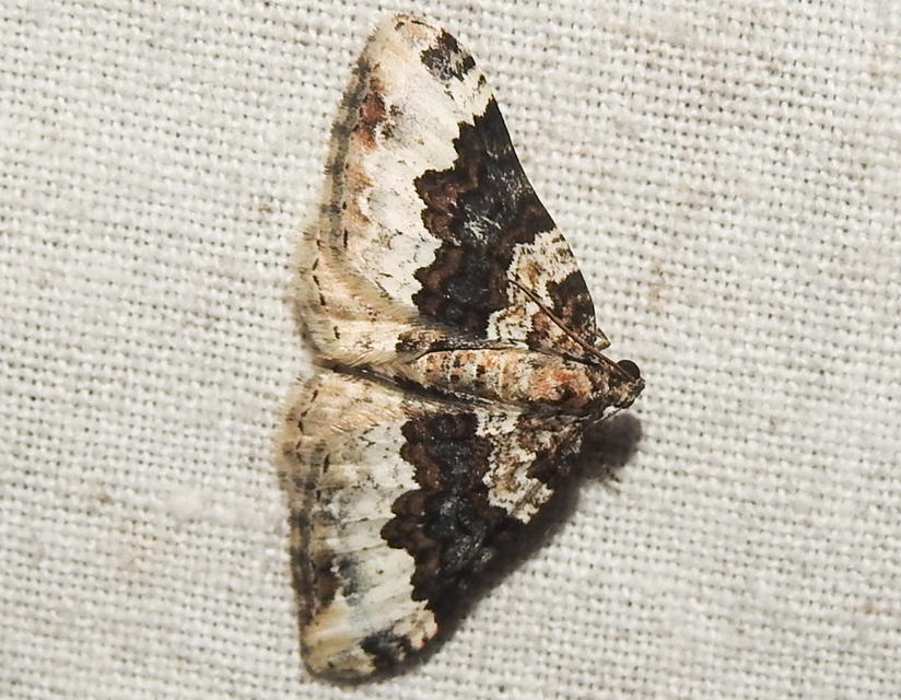Epirrhoe galiata - sávos galajaraszoló