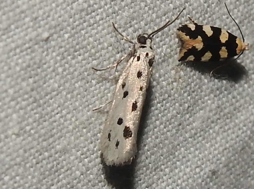 Ethmia dodecea - tízpettyes feketemoly