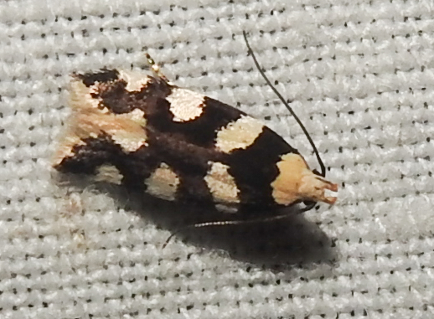 Pseudotelphusa tessella - sóskafamoly