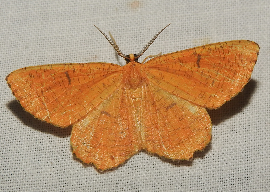 Angerona prunaria - sárga kökényaraszoló