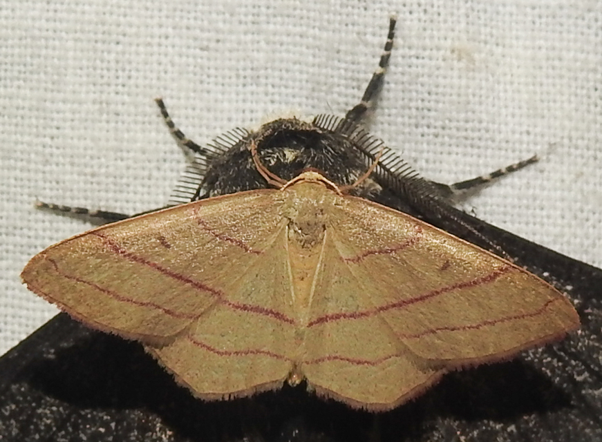 Rhodostrophia vibicaria - pirosszélű araszoló