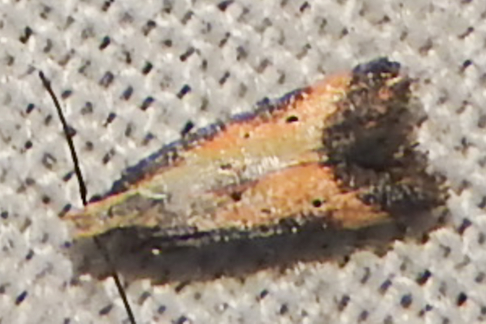 Brachmia dimidiella - citromkocsord-lápimoly