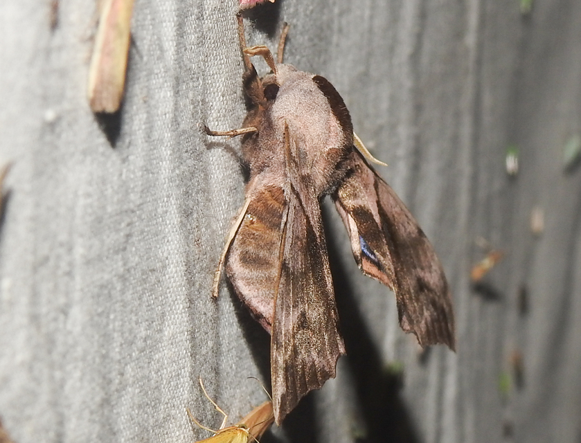 Smerinthus ocellatus - esti pávaszem