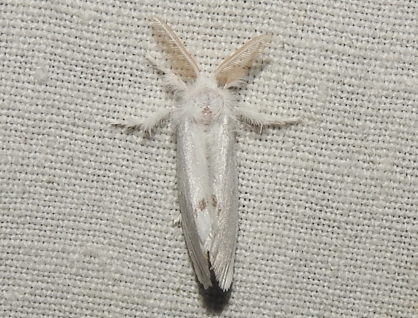 Sphrageidus similis - sárgafarú szövő