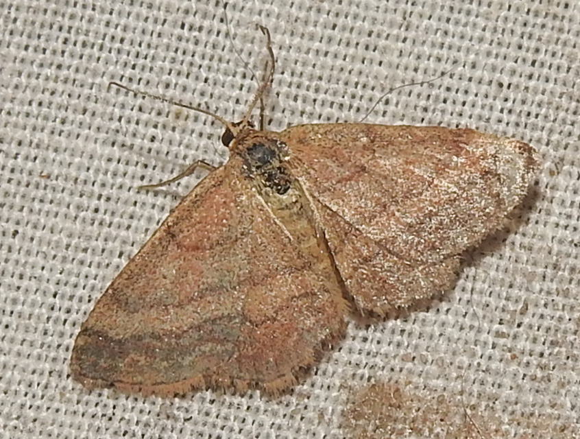 Scopula rubiginata - réti pirosaraszoló