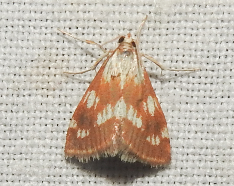 Epascestria pustulalis - atracélrágó tűzmoly