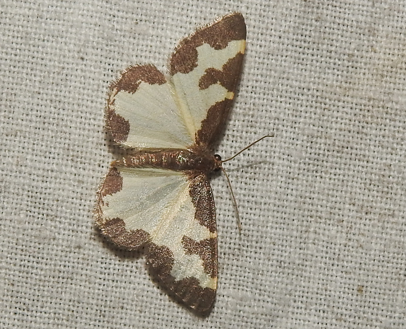 Lomaspilis marginata - szegélyes nyárfaaraszoló