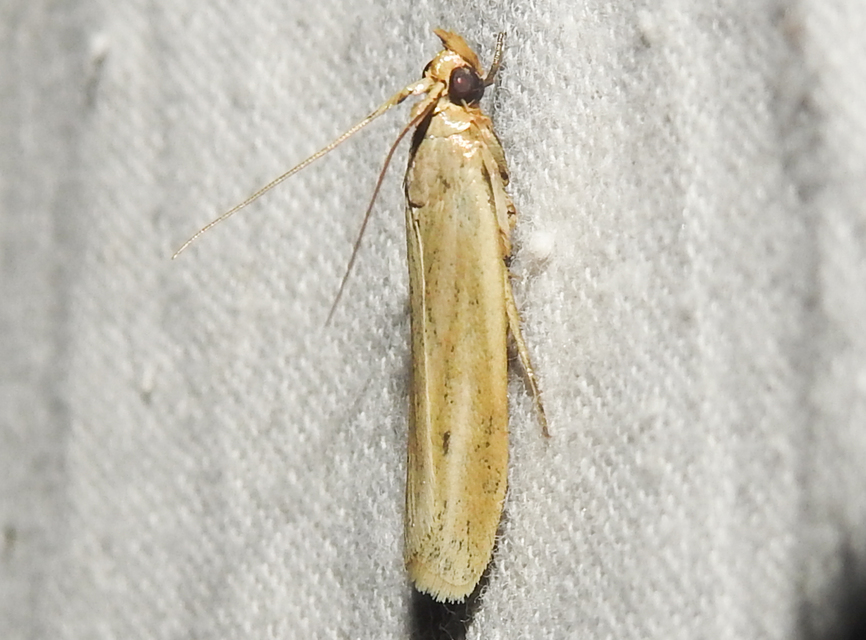 Selagia argyrella - ezüstös karcsúmoly