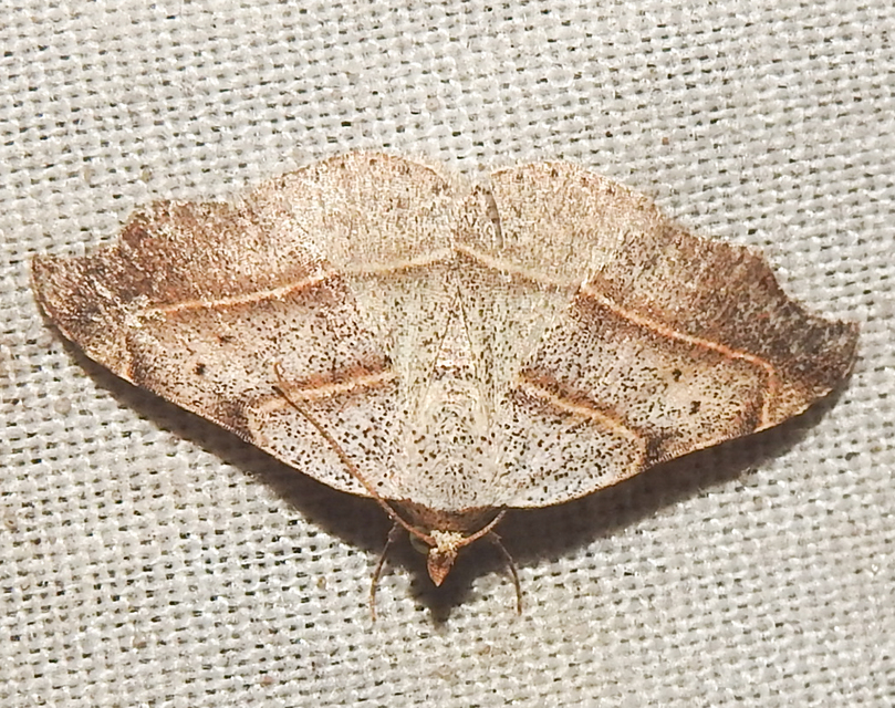 Laspeyria flexula - zuzmóbagoly