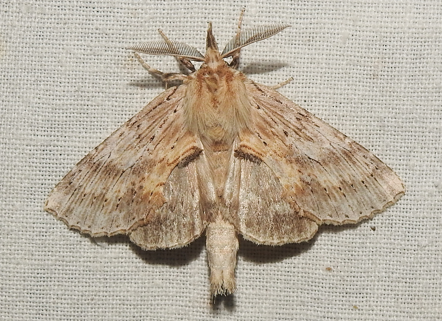 Pterostoma palpina - csőrös púposszövő
