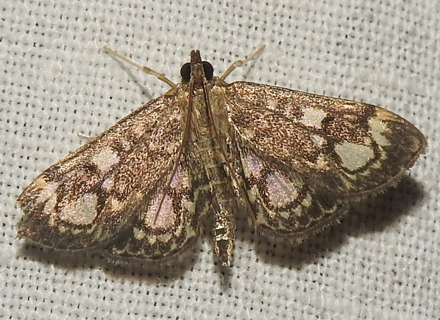 Anania coronata - koronás dudvamoly