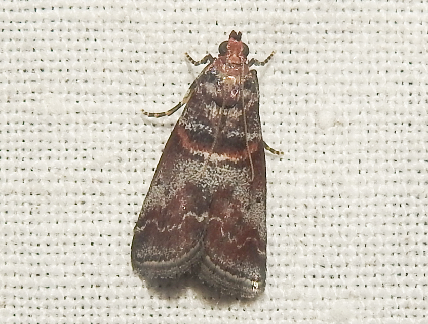 Acrobasis advenella - gerleszínű karcsúmoly