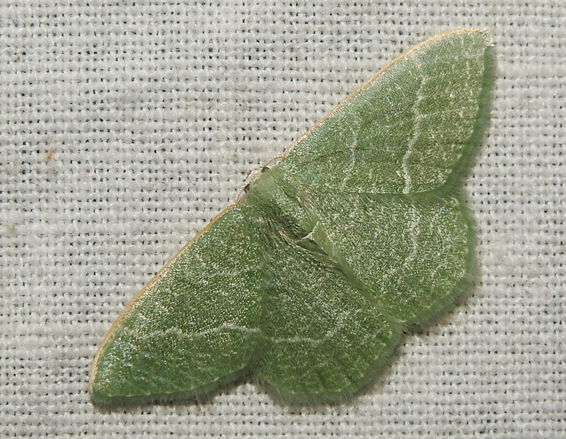 Phaiogramma etruscaria - fehérpettyes zöldaraszoló