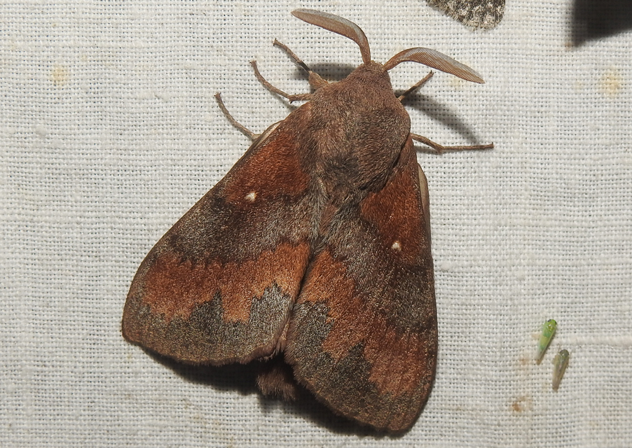 Dendrolimus pini - fenyőpohók