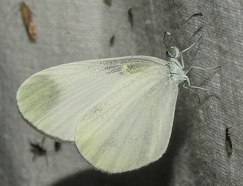 Leptidea sinapis - mustárlepke