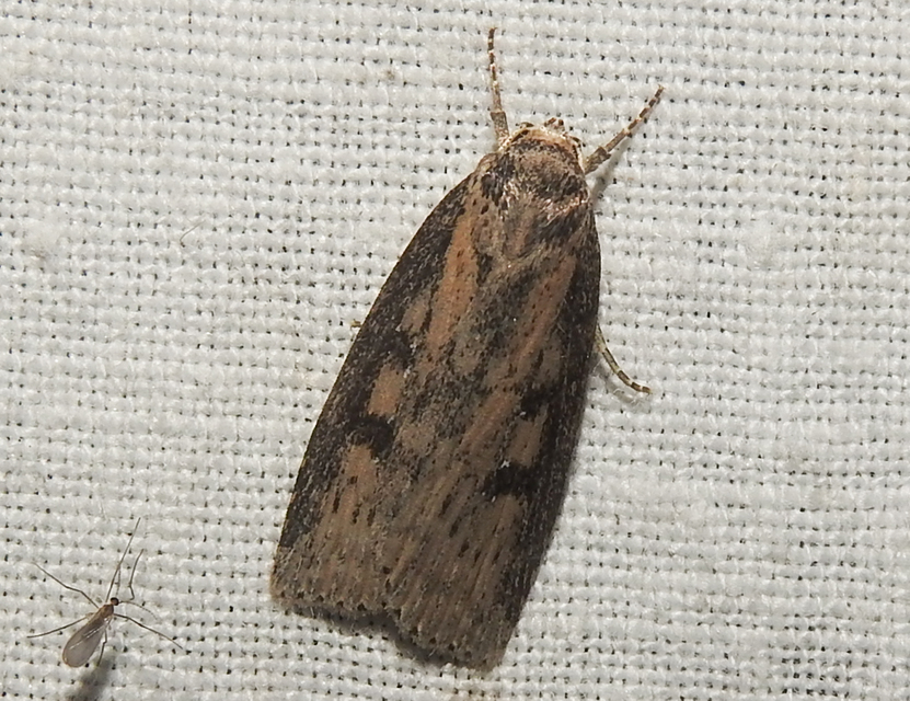 Chilodes maritima - négyfoltos nádibagoly