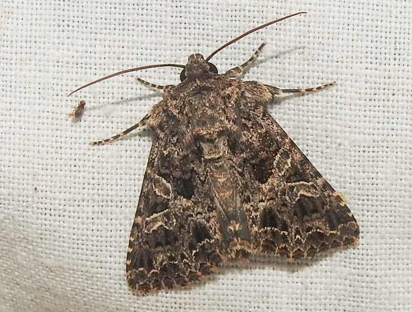 Sideridis rivularis - vörhenyes szegfűbagoly