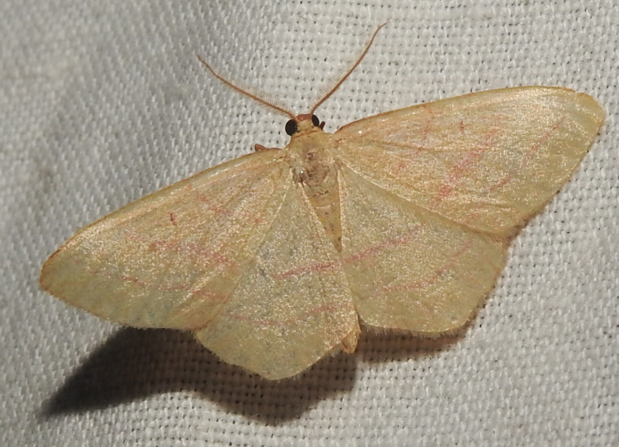 Rhodostrophia vibicaria - pirosszélű araszoló