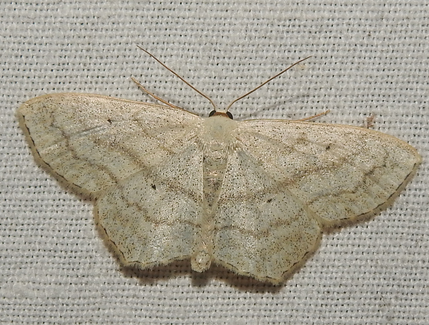 Scopula nigropunctata - feketepettyes araszoló