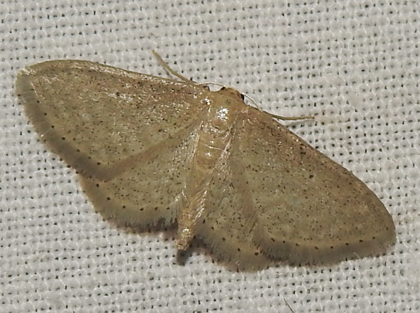 Idaea sylvestraria - szürke sávosaraszoló