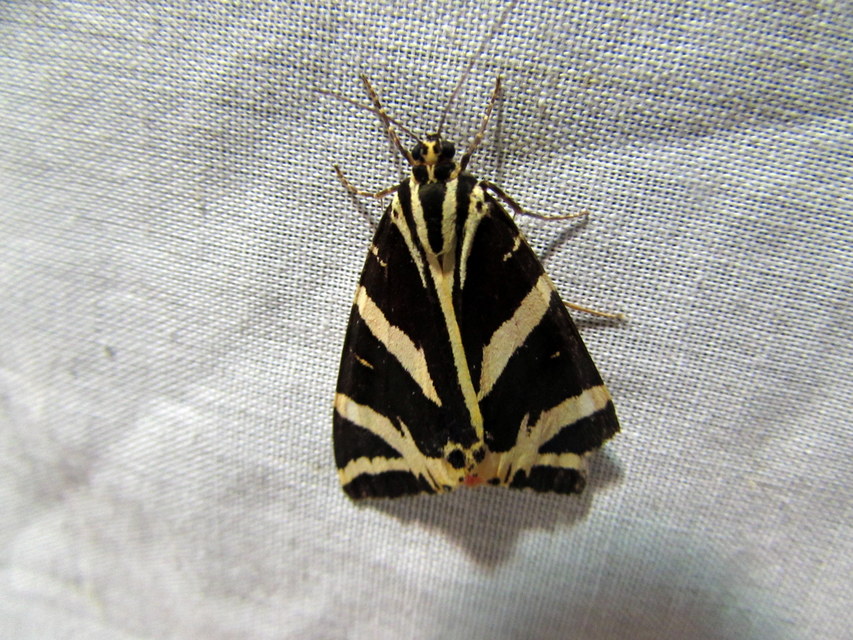 Euplagia quadripunctaria - csíkos medvelepke