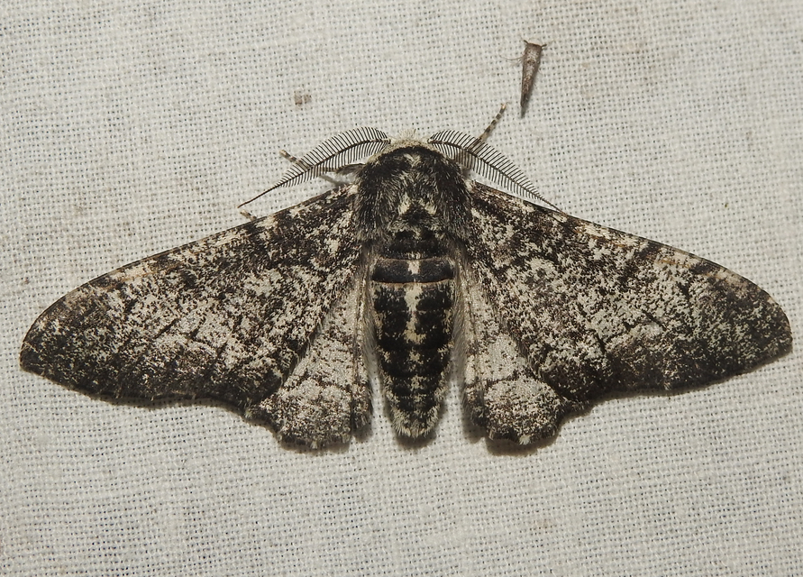 Biston betularia - szürkepettyes araszoló