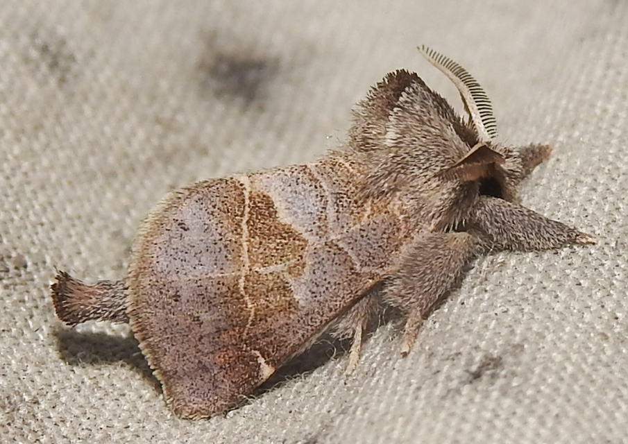 Clostera pigra - apró levélszövő