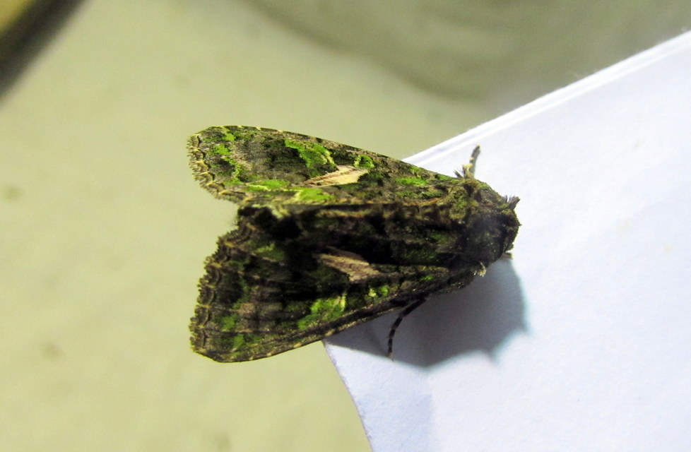 Trachea atriplicis - nyári zöldbagoly