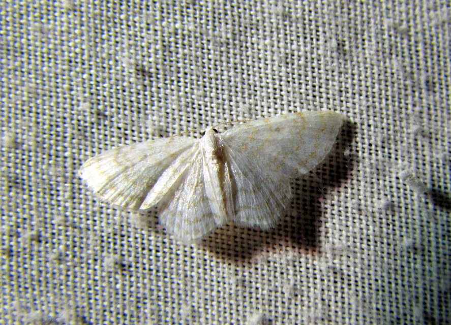 Asthena albulata - gyertyán-fehéraraszoló