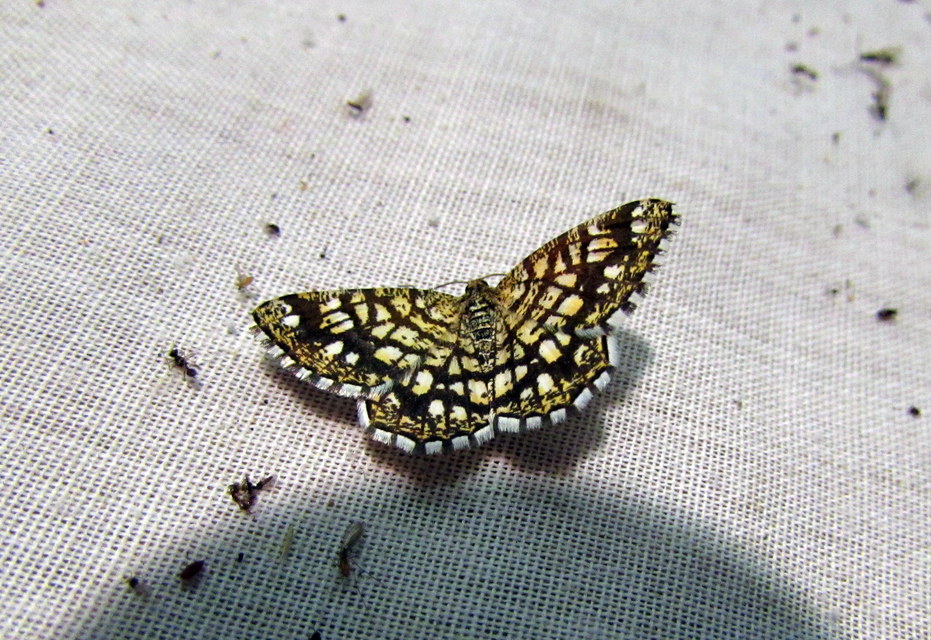Chiasmia clathrata - rácsos rétiaraszoló