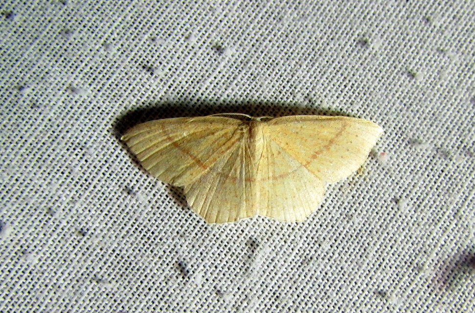 Cyclophora linearia - vonalas pettyesaraszoló