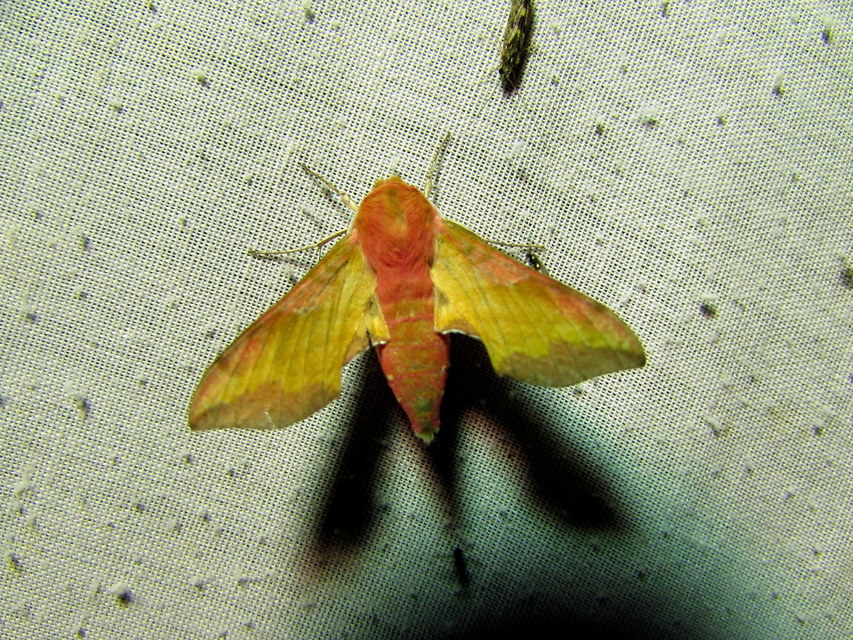 Deilephila porcellus - piros szender
