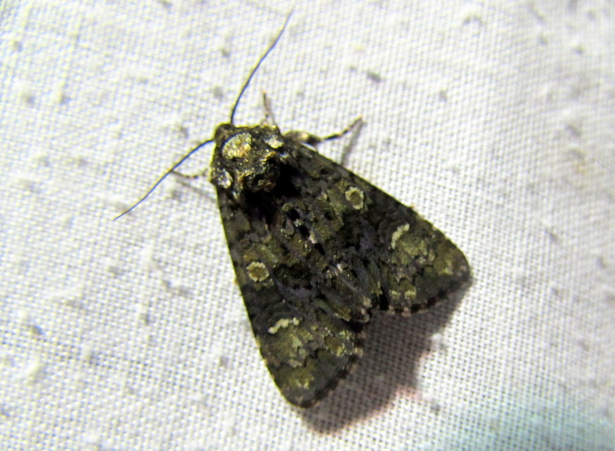 Craniophora ligustri - fagyalbagoly