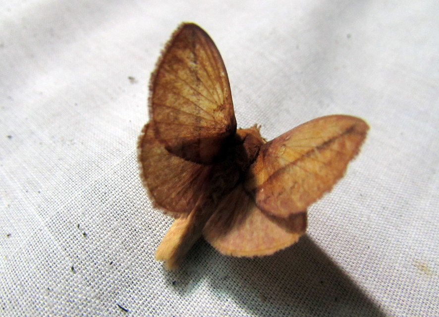 Euthrix potatoria - szomjas pohók