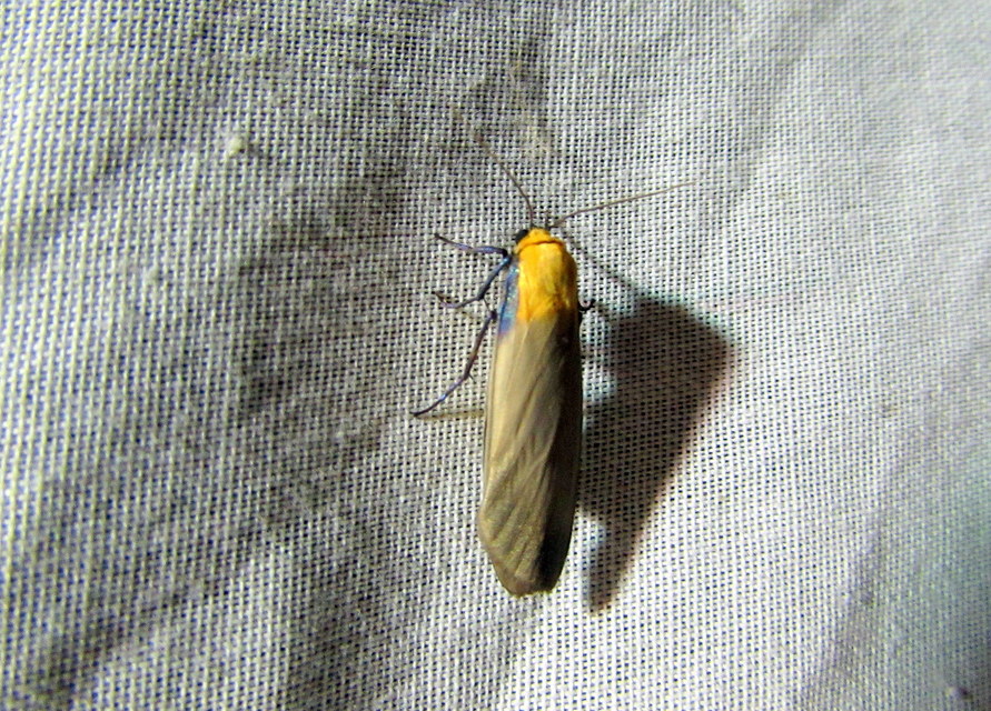 Lithosia quadra - négypettyes zuzmószövő