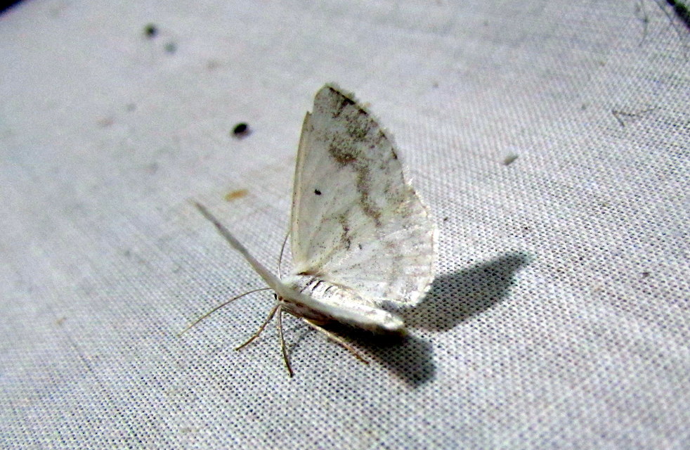 Lomographa temerata - foltos fehéraraszoló