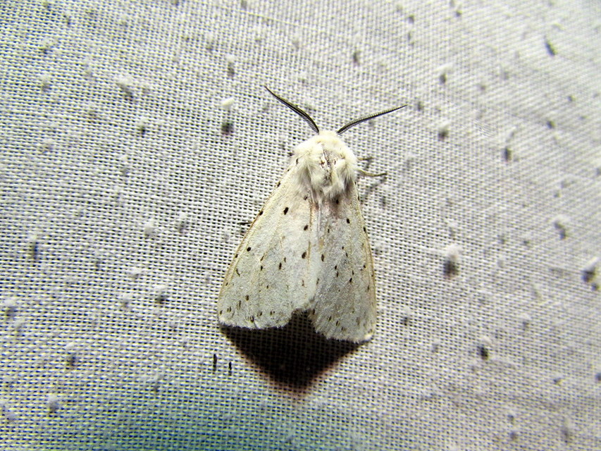 Spilosoma lubricipedum - tejszínű medvelepke