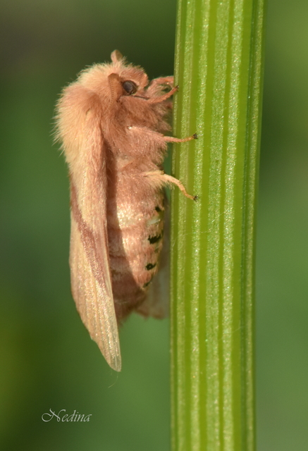 Malacosoma neustria - gyűrűsszövő